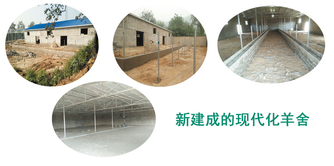 唐县振华食品有限公司现代化羊舍